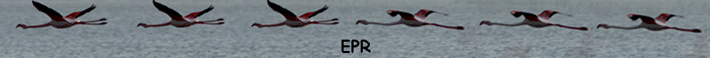 EPR