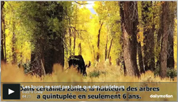 VIDEO : La REINTRODUCTION des LOUPS reconstruit une PYRAMIDE alimentaire plus EQUILIBREE (4min)